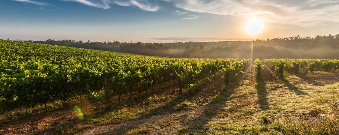 tuscany-grape-field-nature-51947